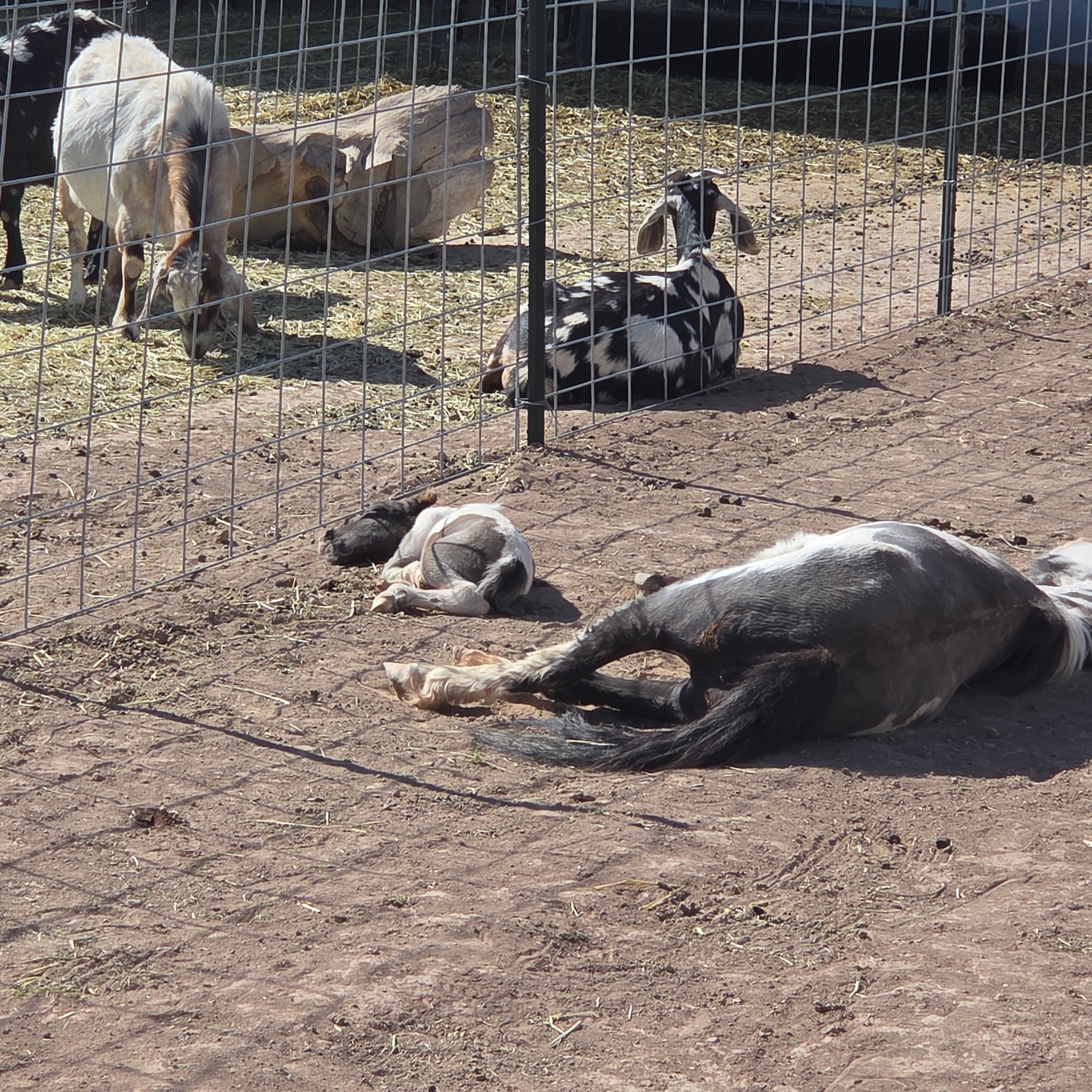 Goats in the rotated pasture
