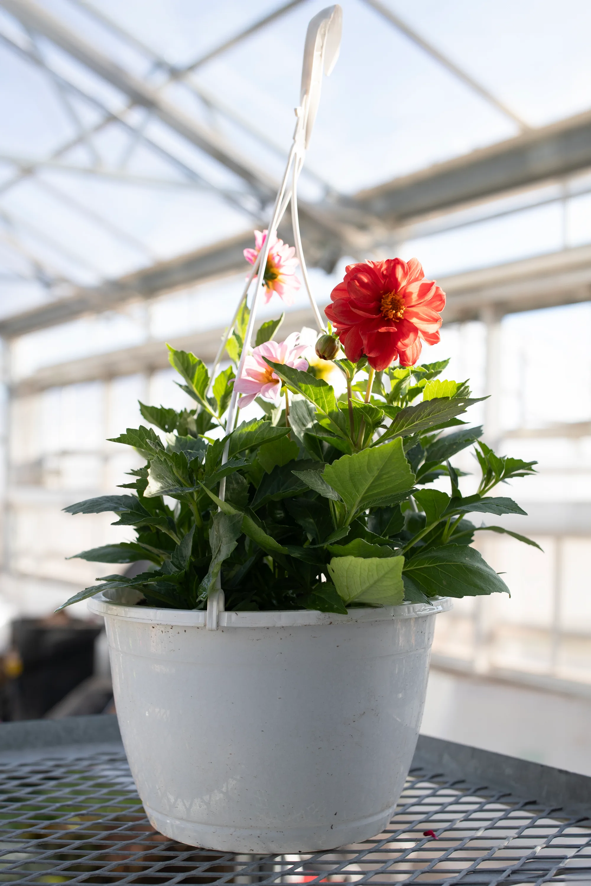 Hanging basket 14