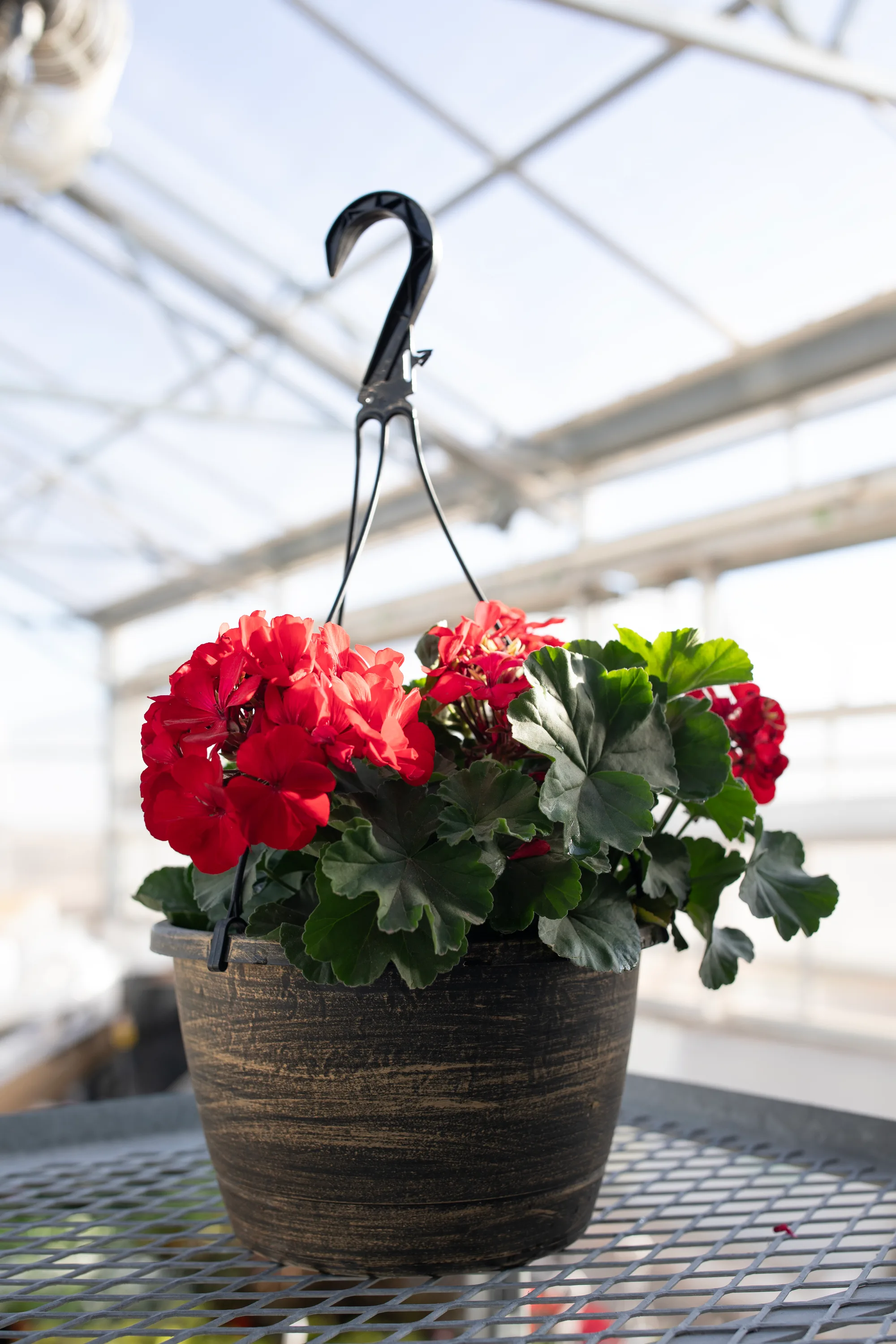 Hanging basket 7