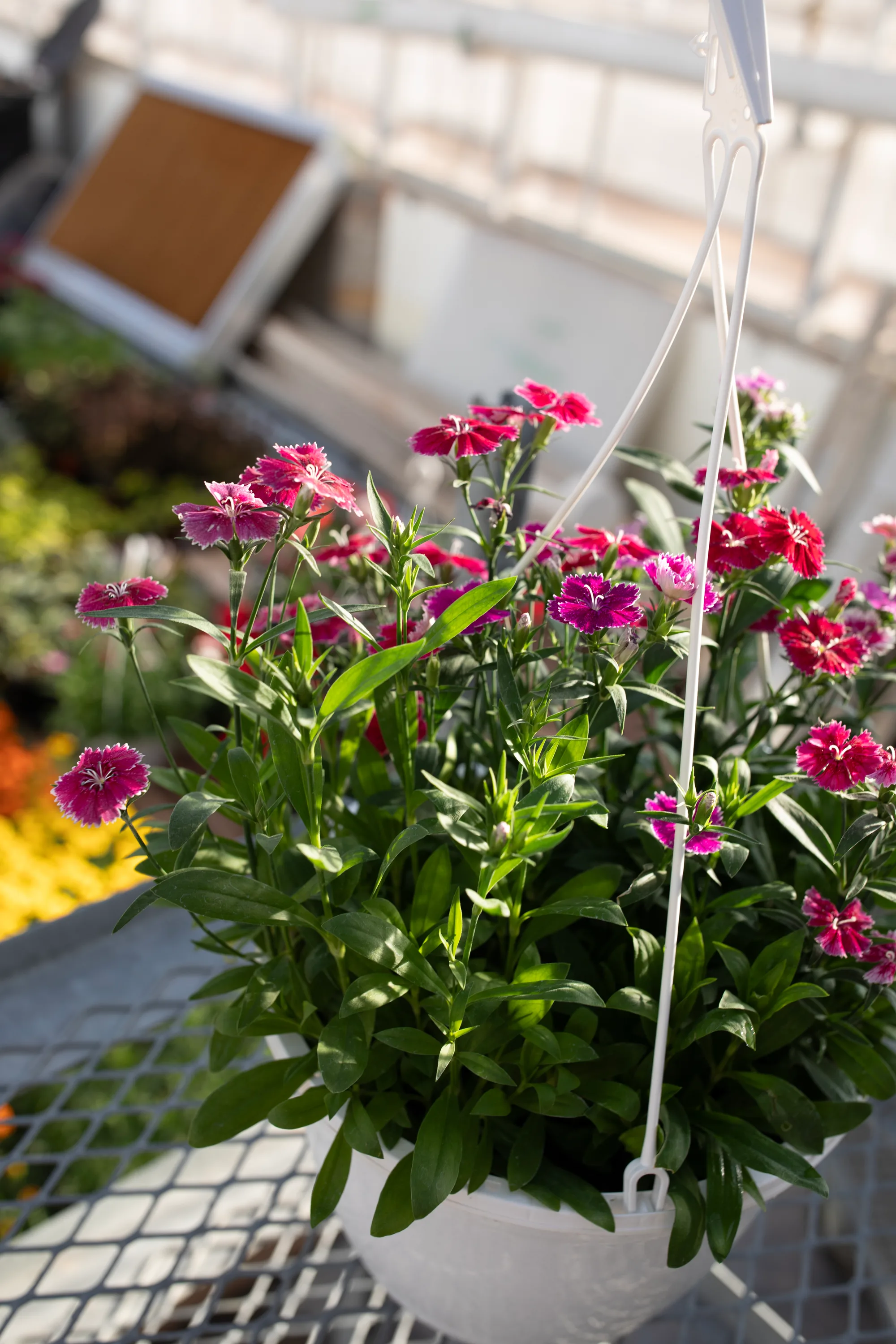 Hanging basket 6
