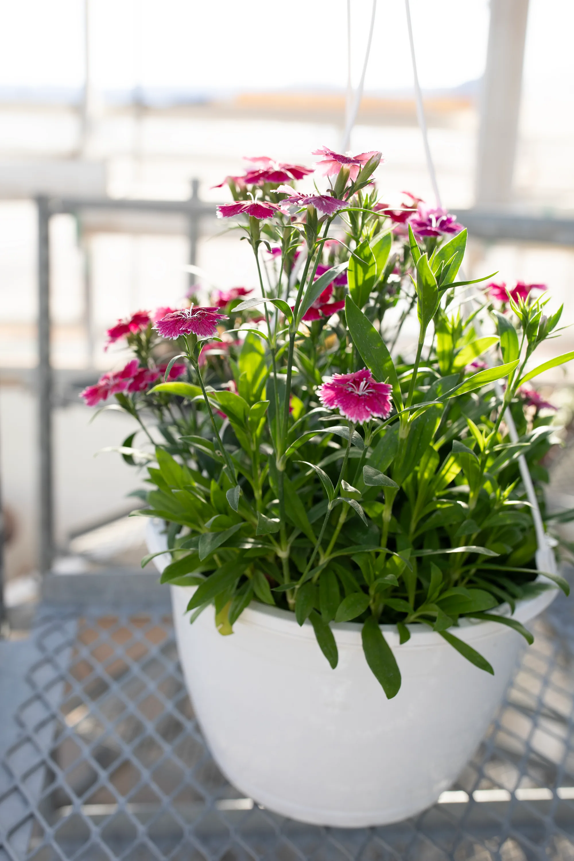 Hanging basket 11