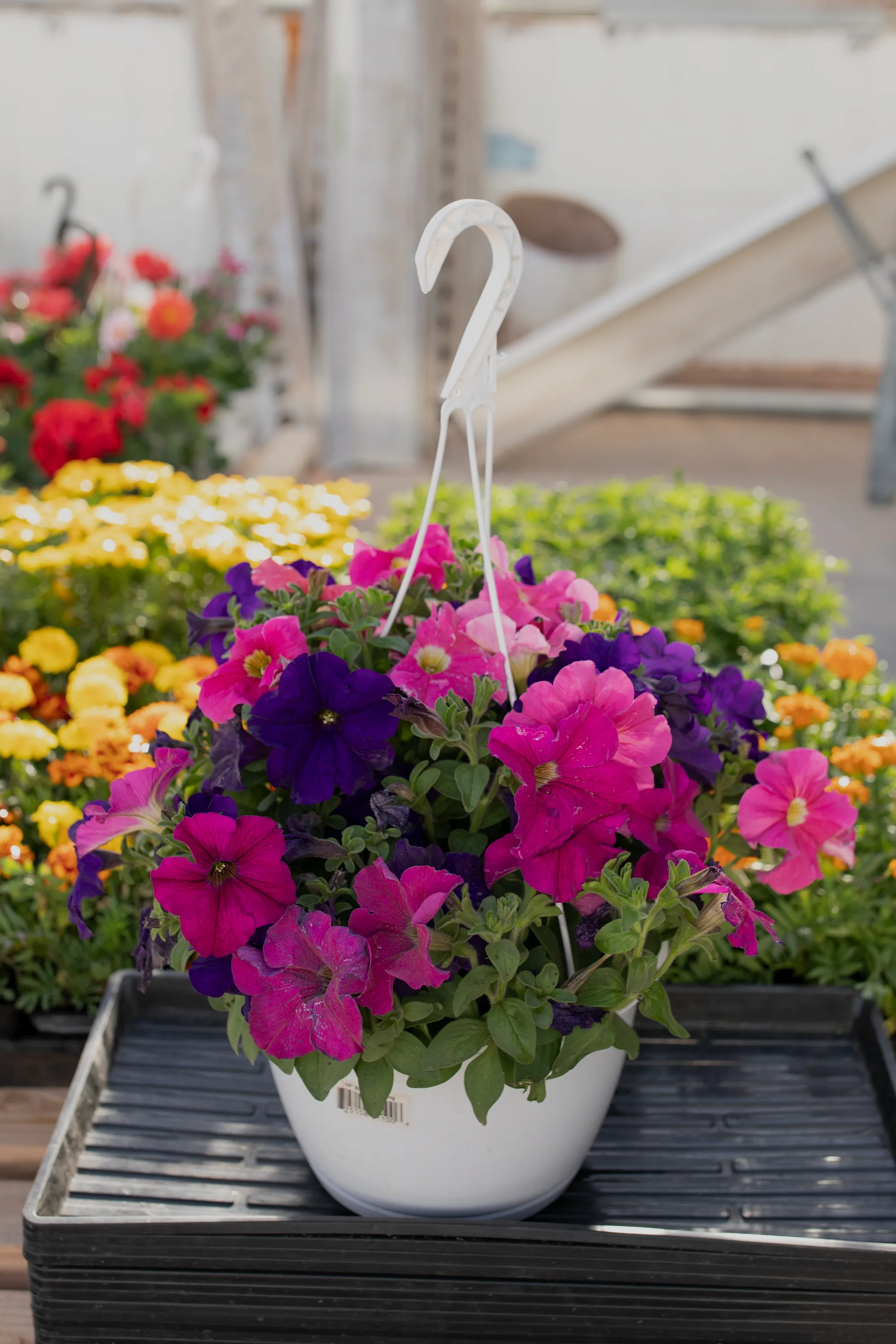 Hanging basket 10