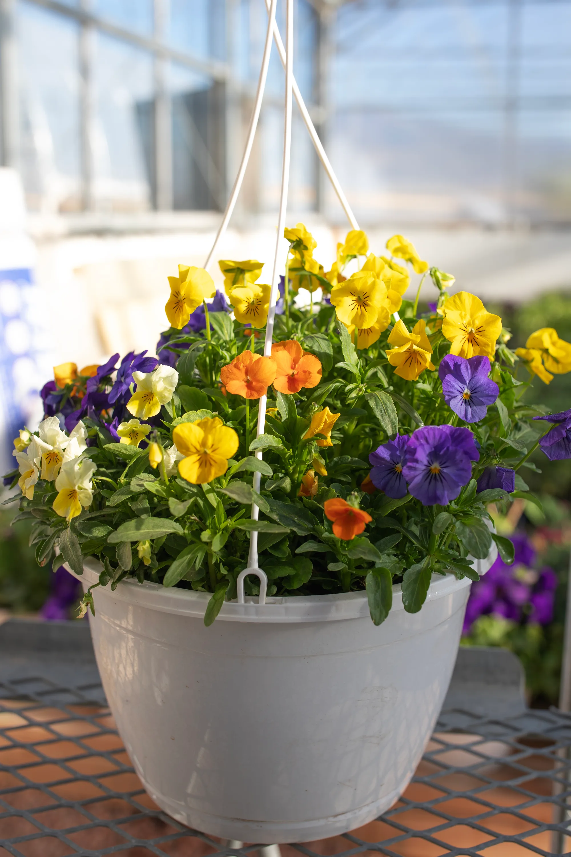 Hanging basket 1