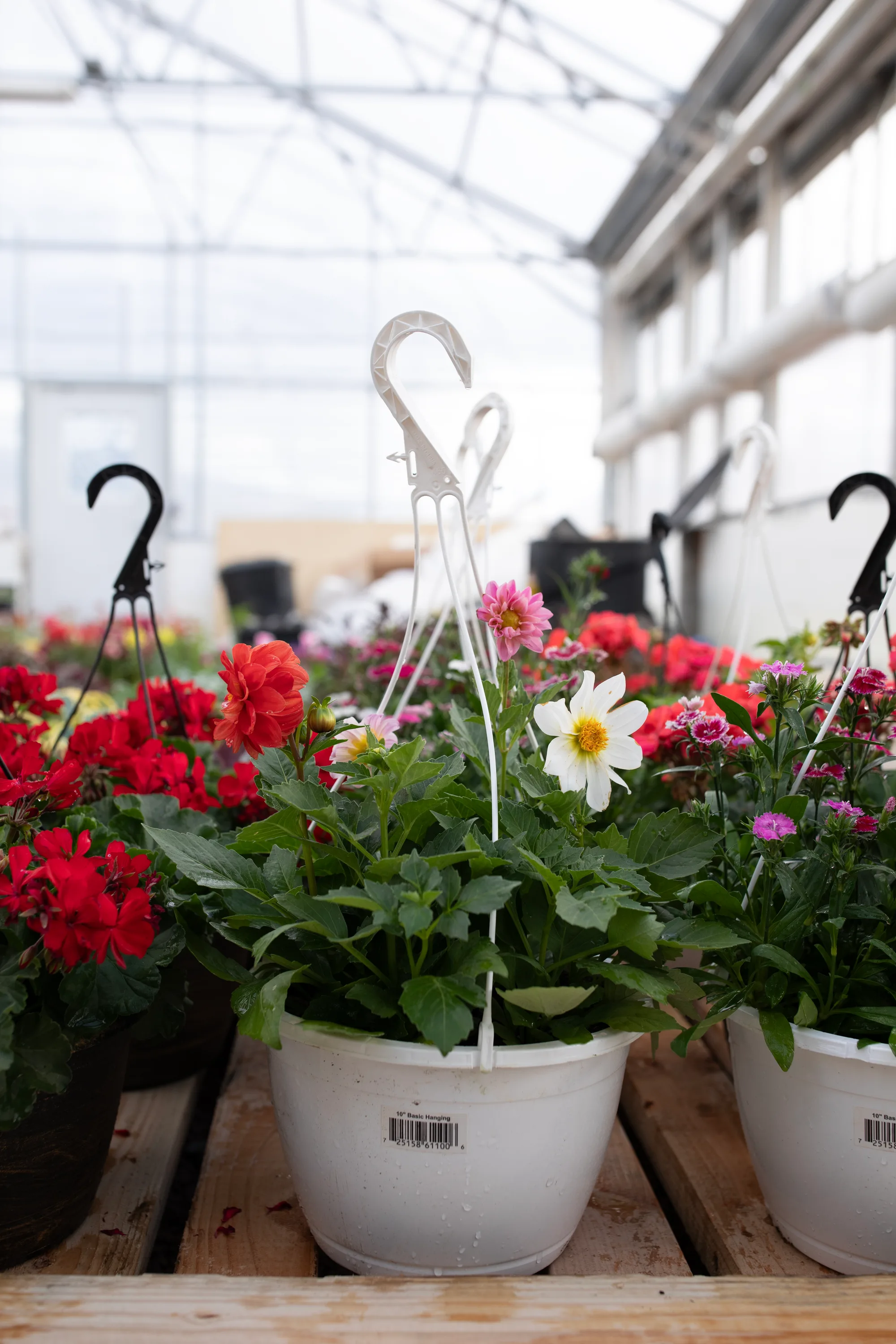 Hanging basket 5