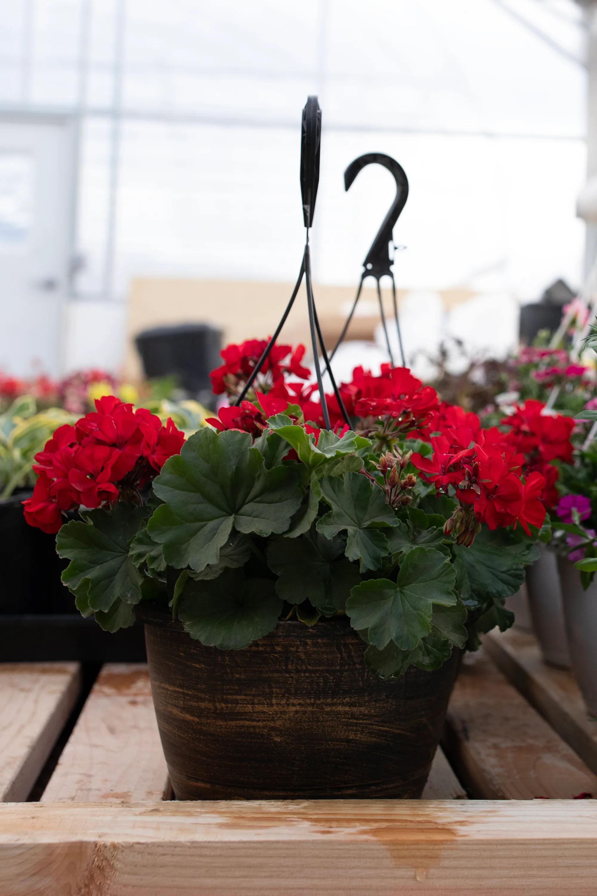 Hanging basket 12