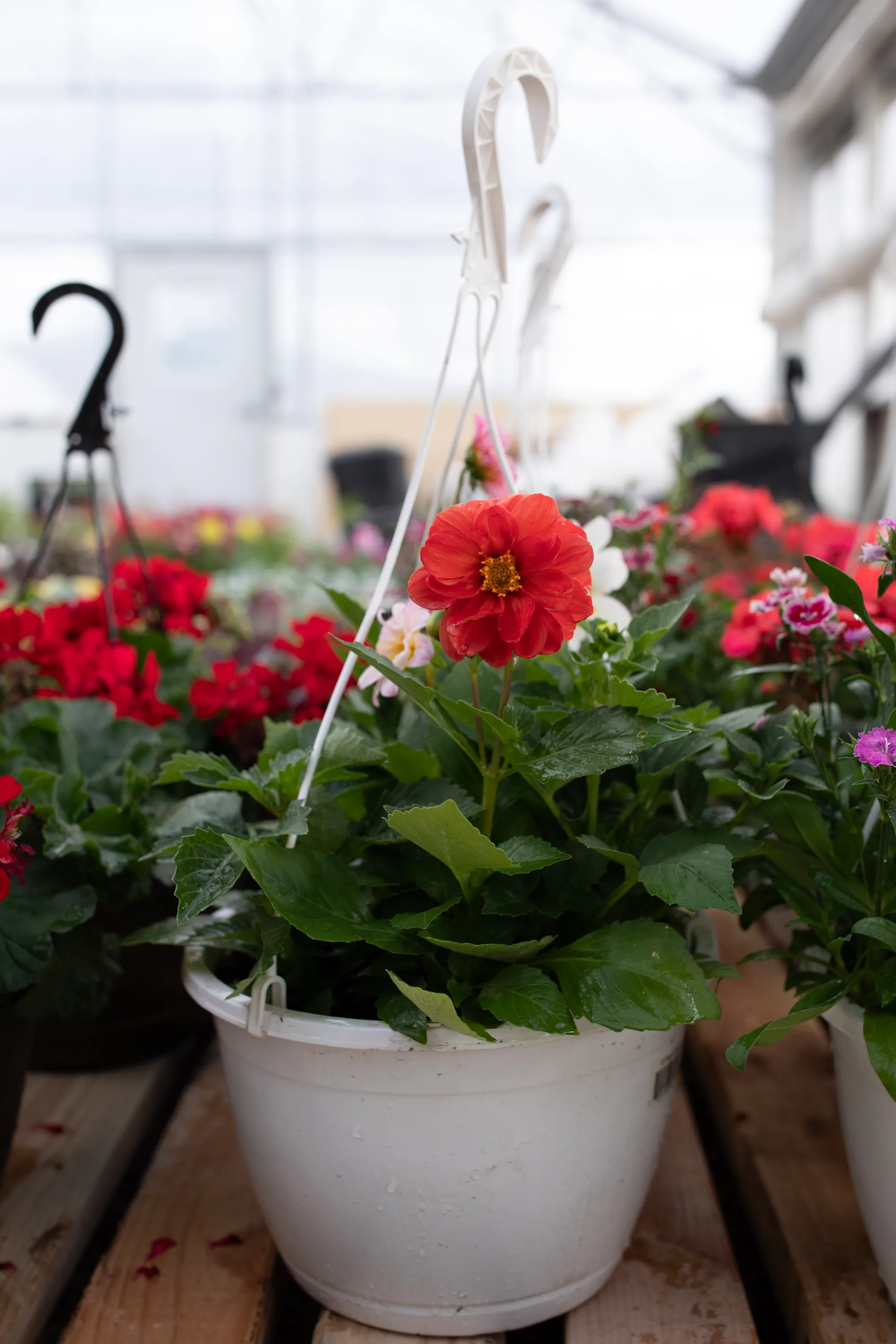 Hanging basket 13