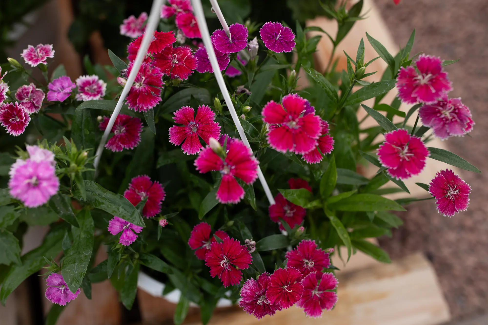 Hanging basket 2