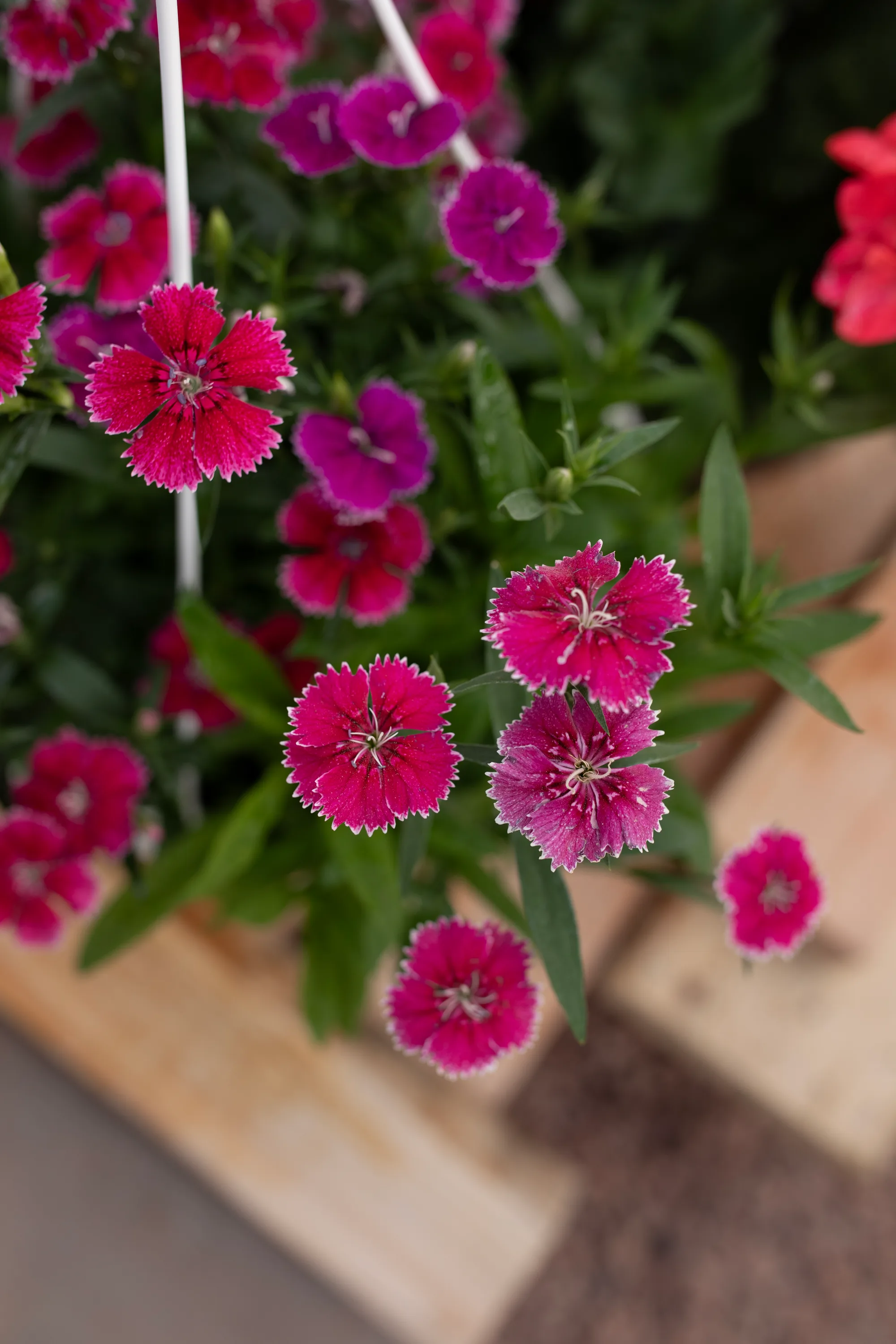 Hanging basket 4