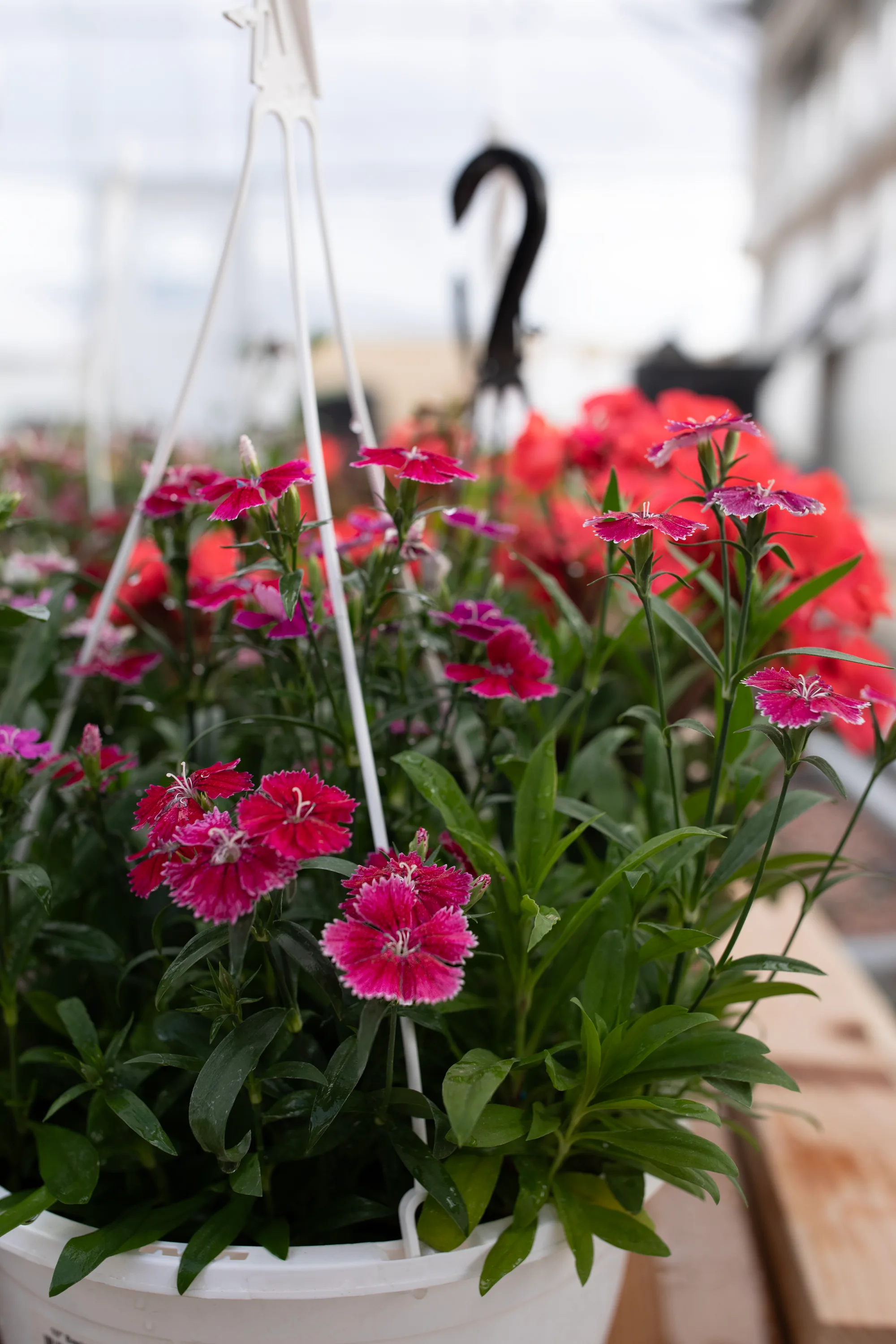 Hanging basket 8