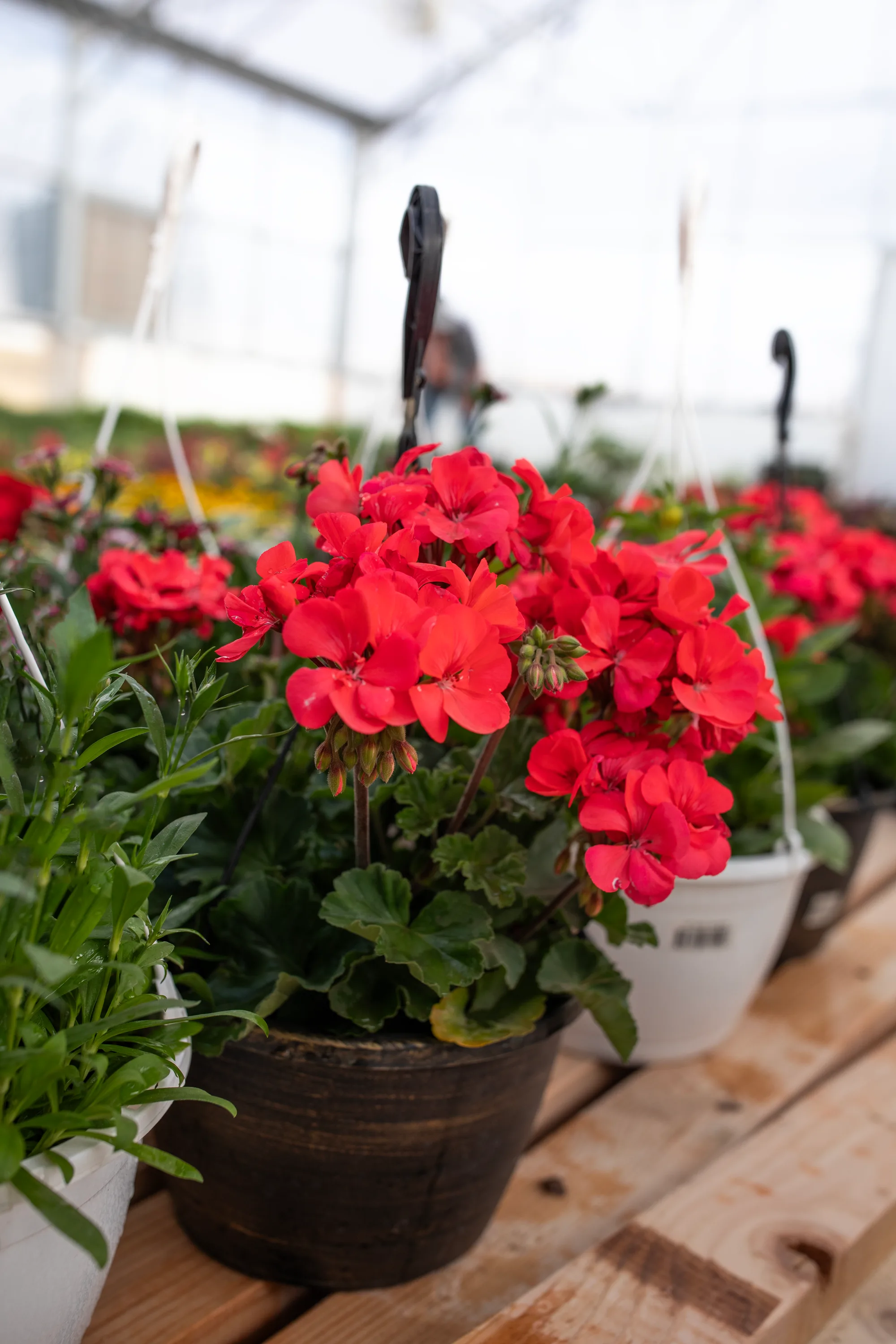Hanging basket 3