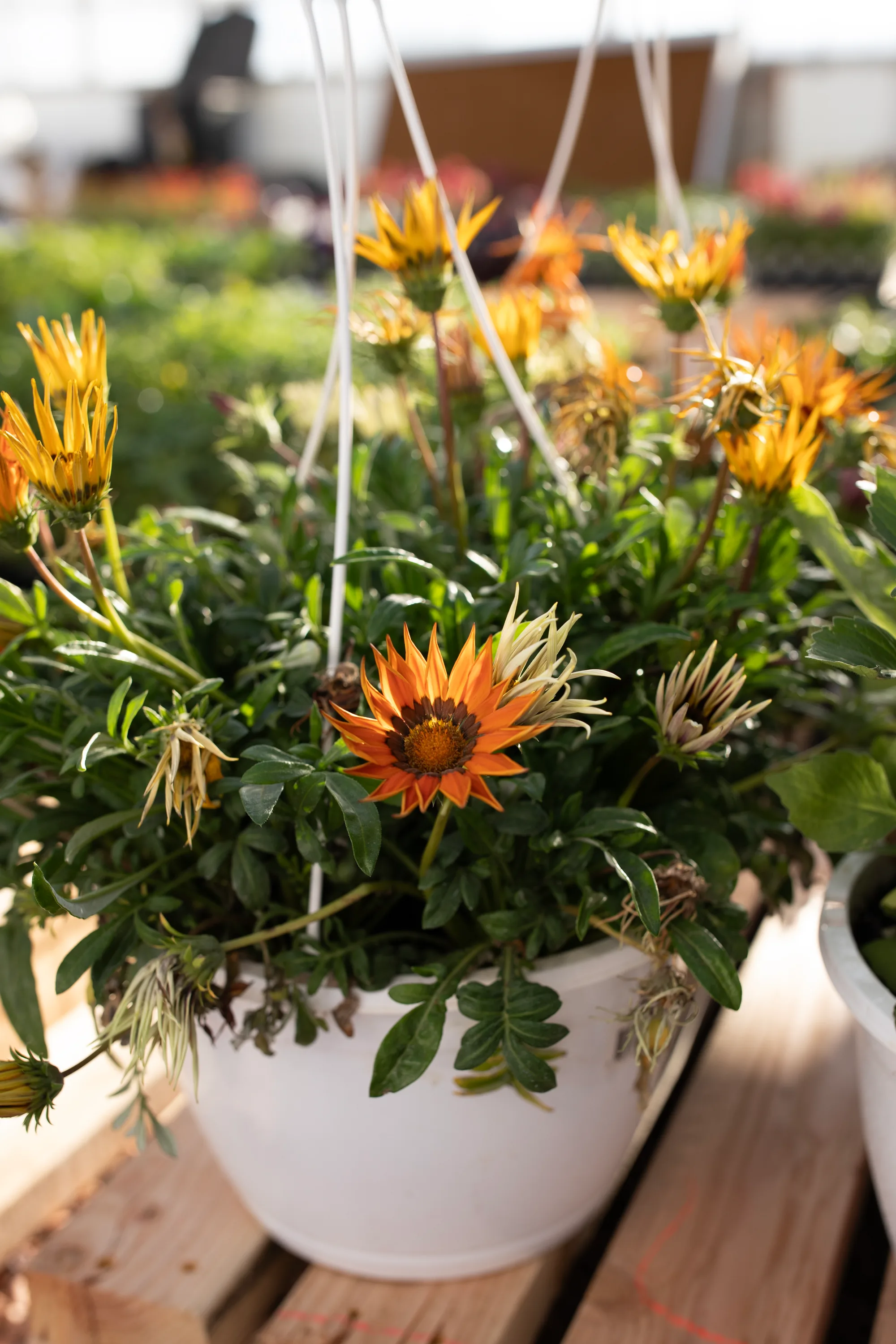 Hanging basket 9