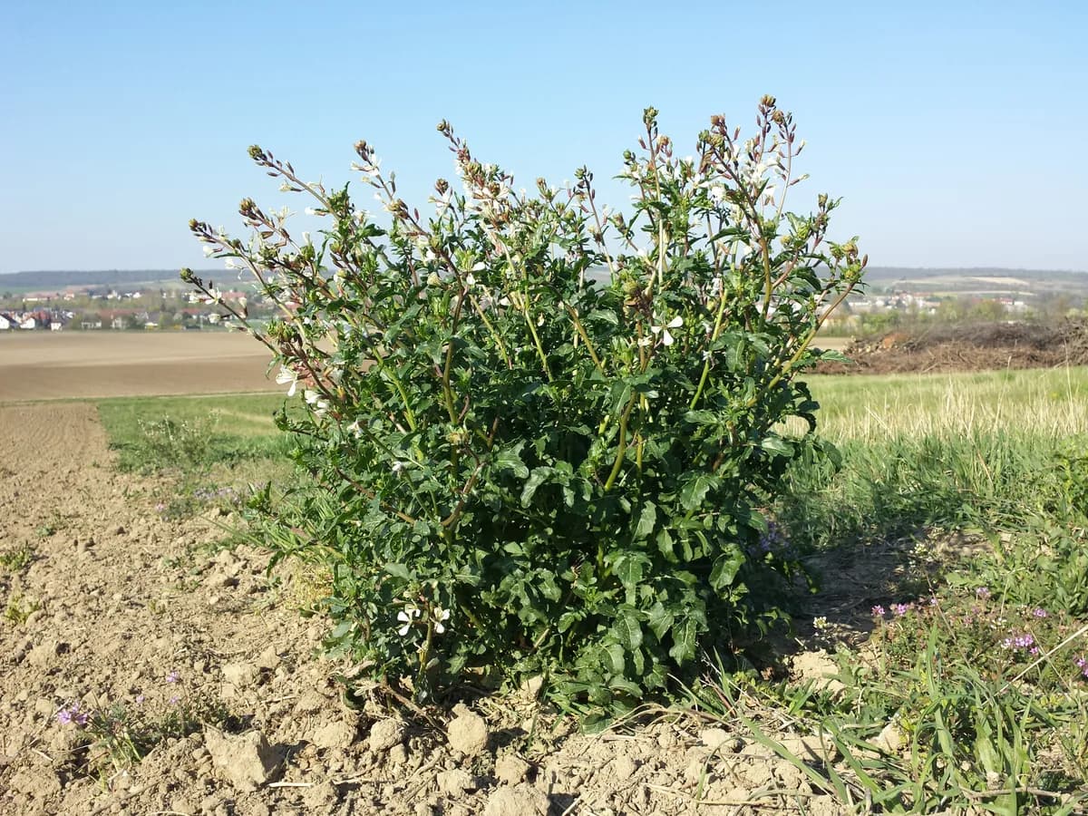 Arugula