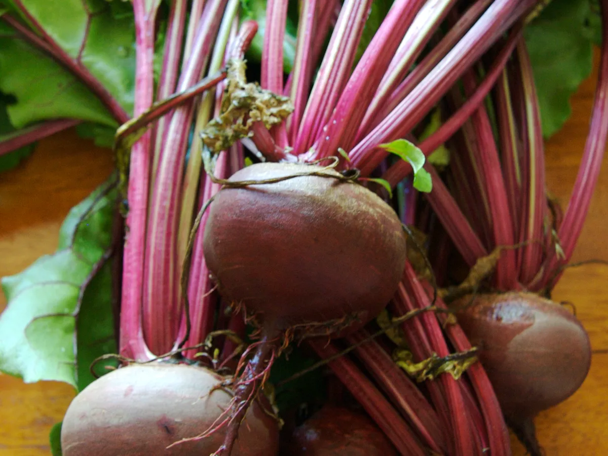 Beet