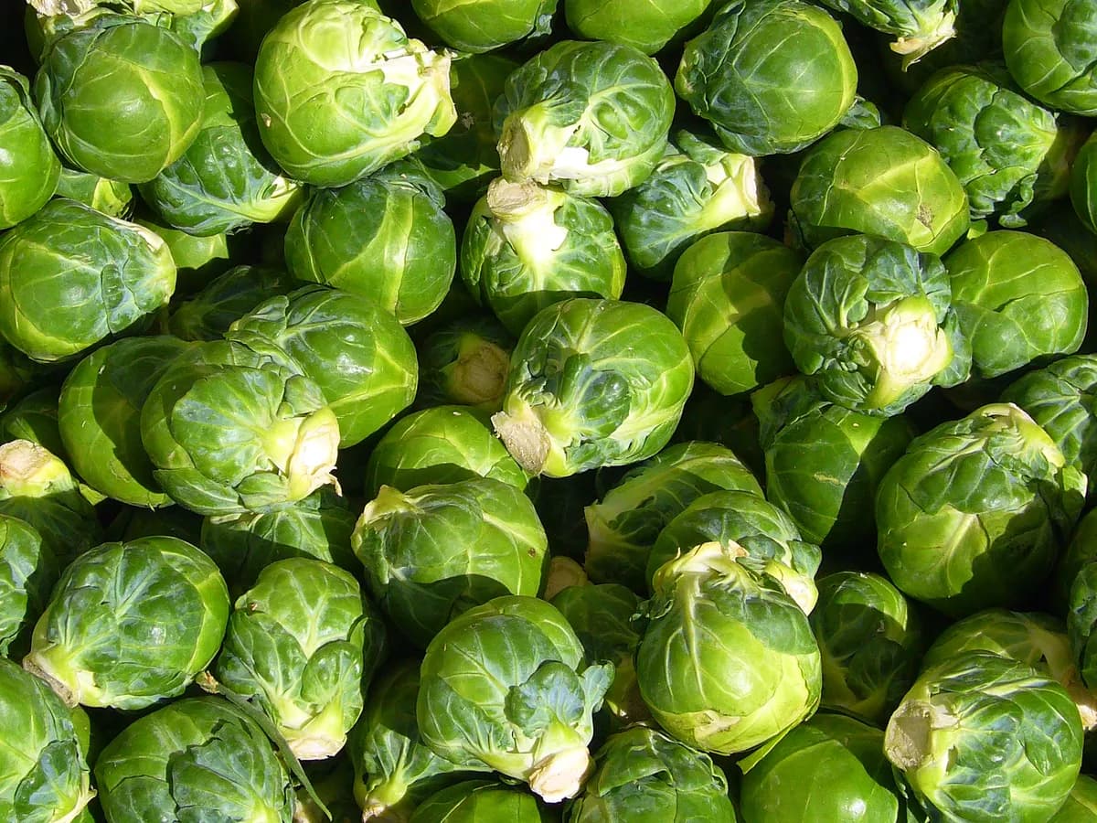 Brussels Sprouts
