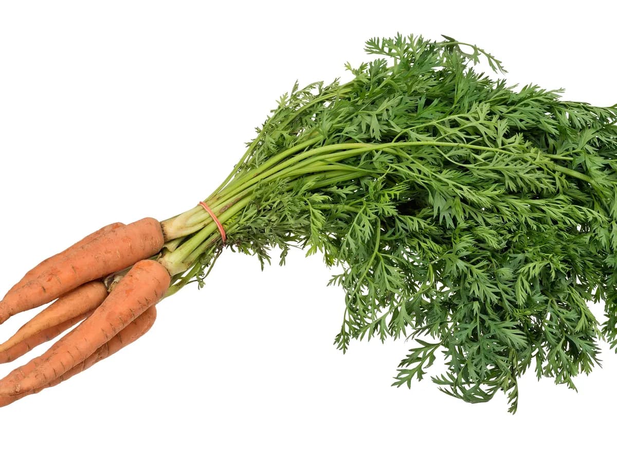 Carrot