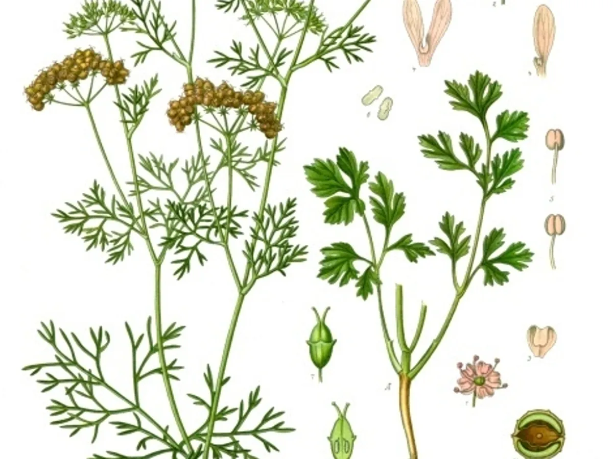 Cilantro