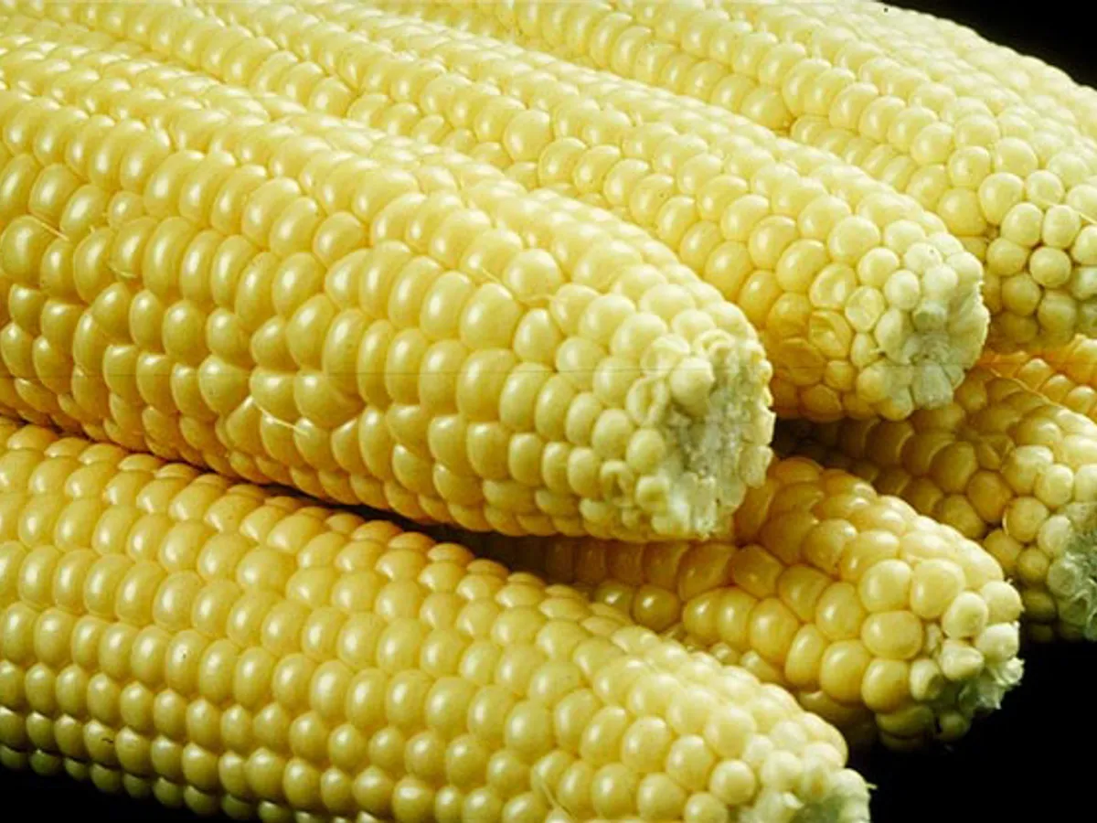 Sweet Corn