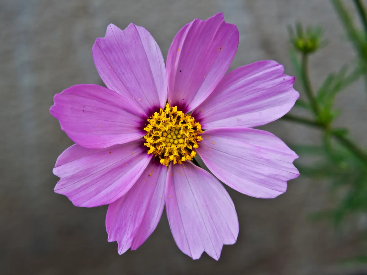 Cosmos (Sensation)