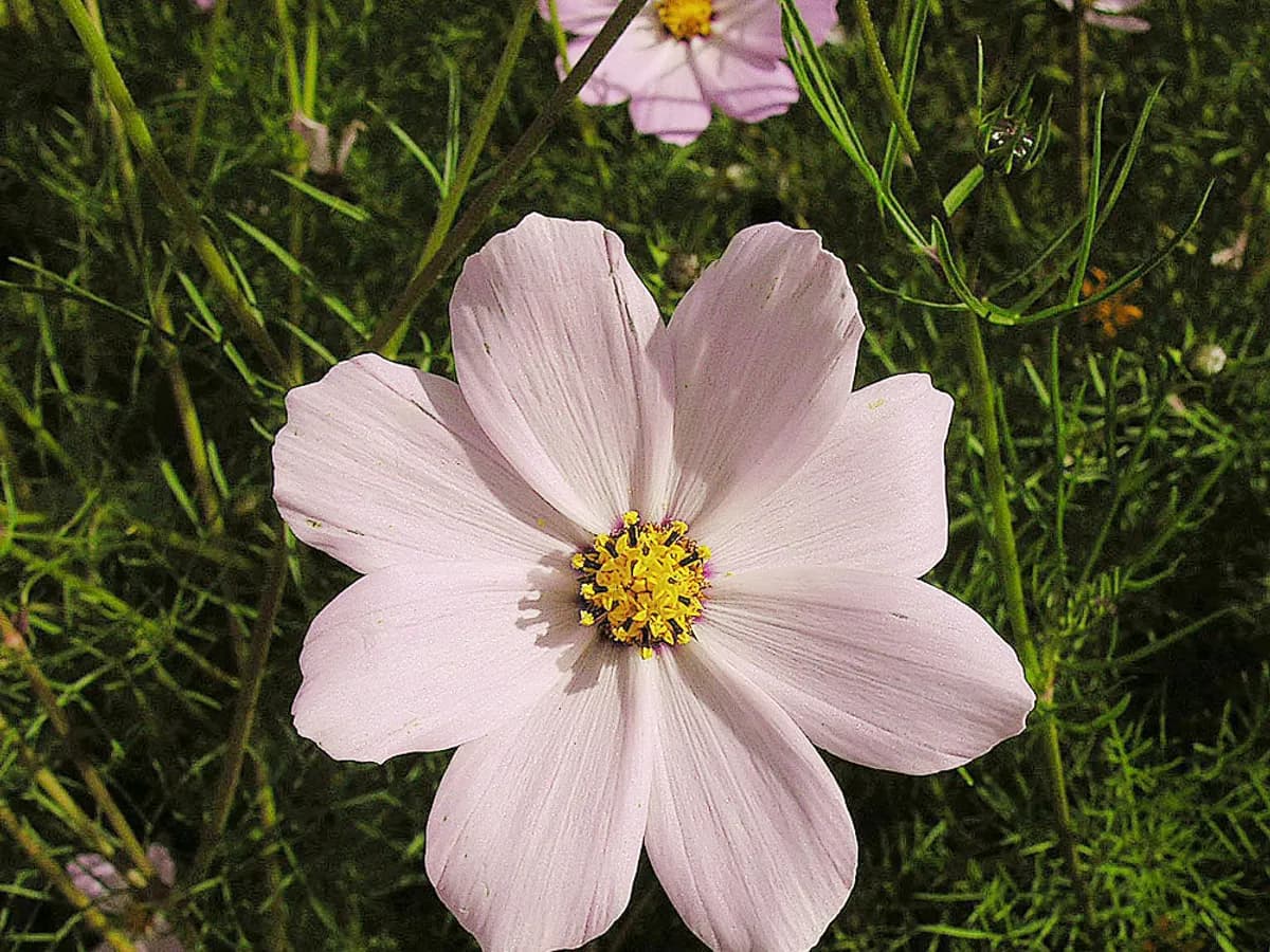 Cosmos