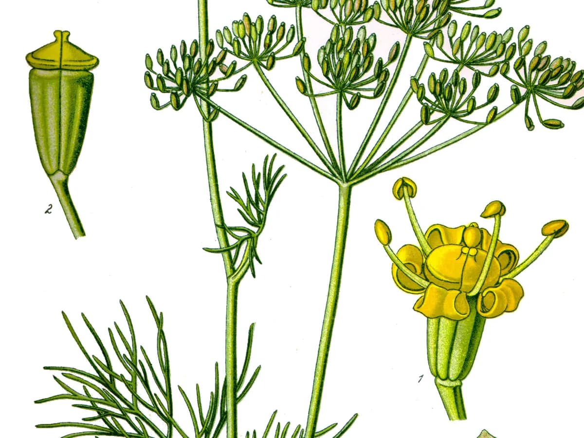 Dill
