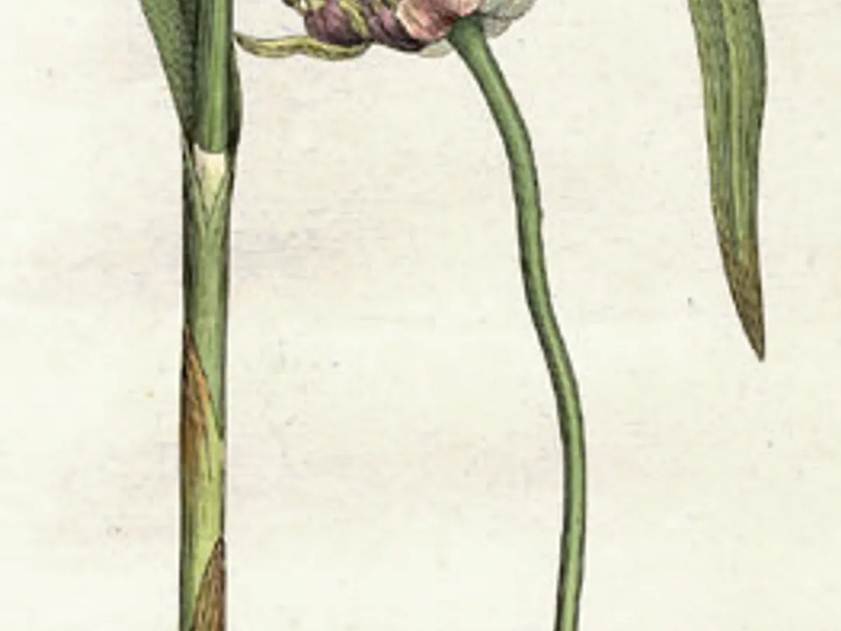 Garlic