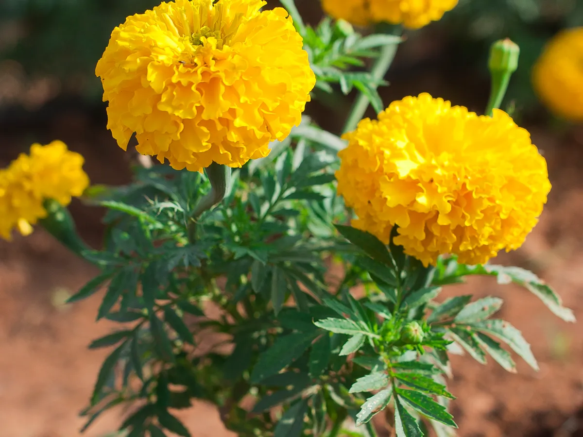 Marigold