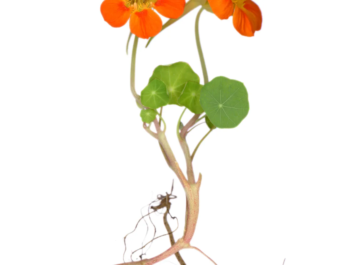 Nasturtium