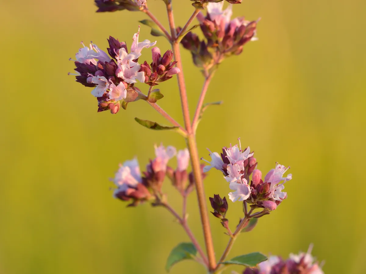 Oregano