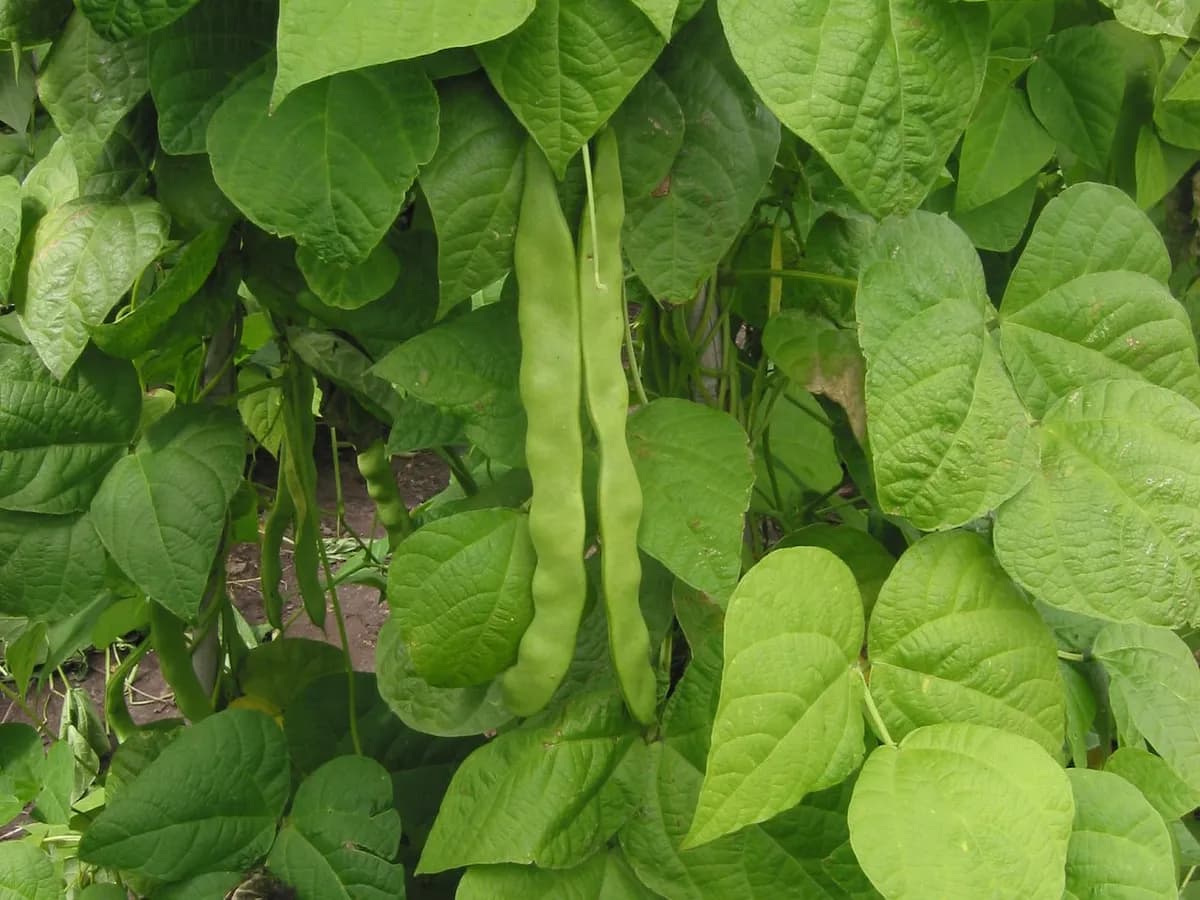 Pole Beans
