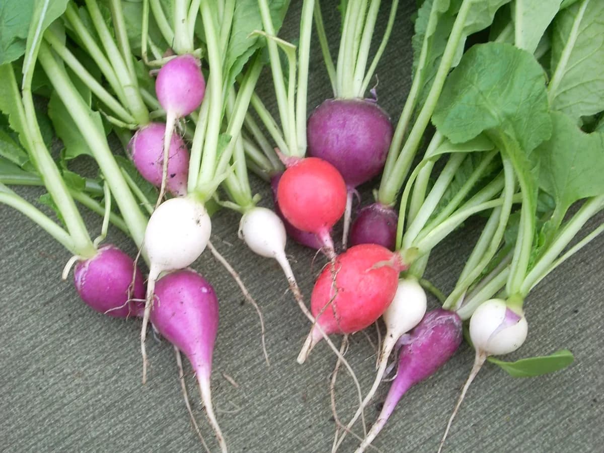 Radish
