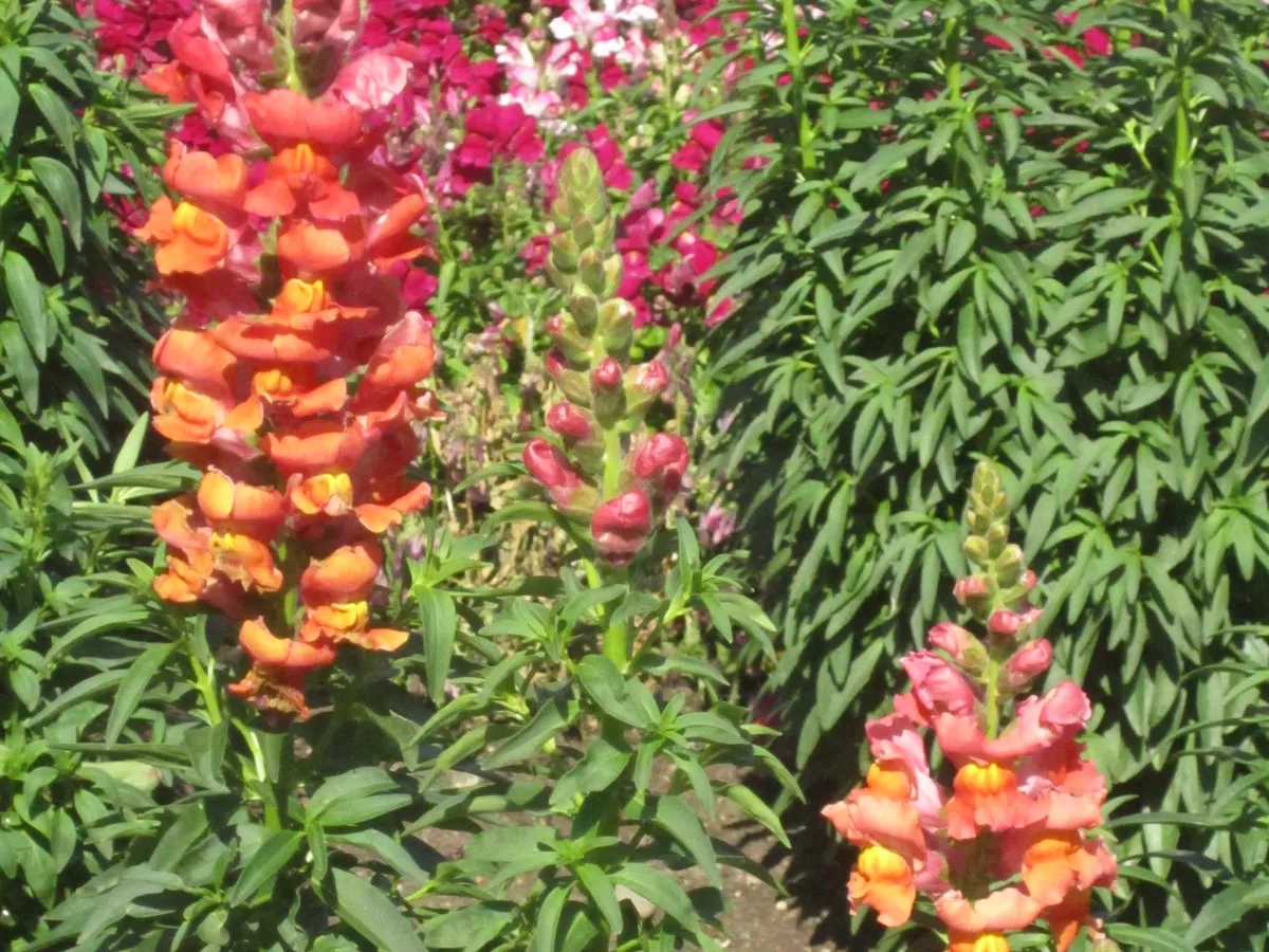 Snapdragon