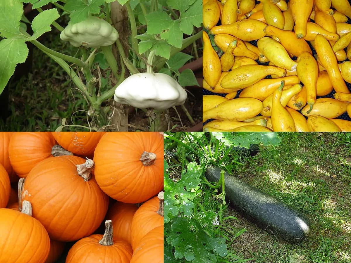Summer Squash