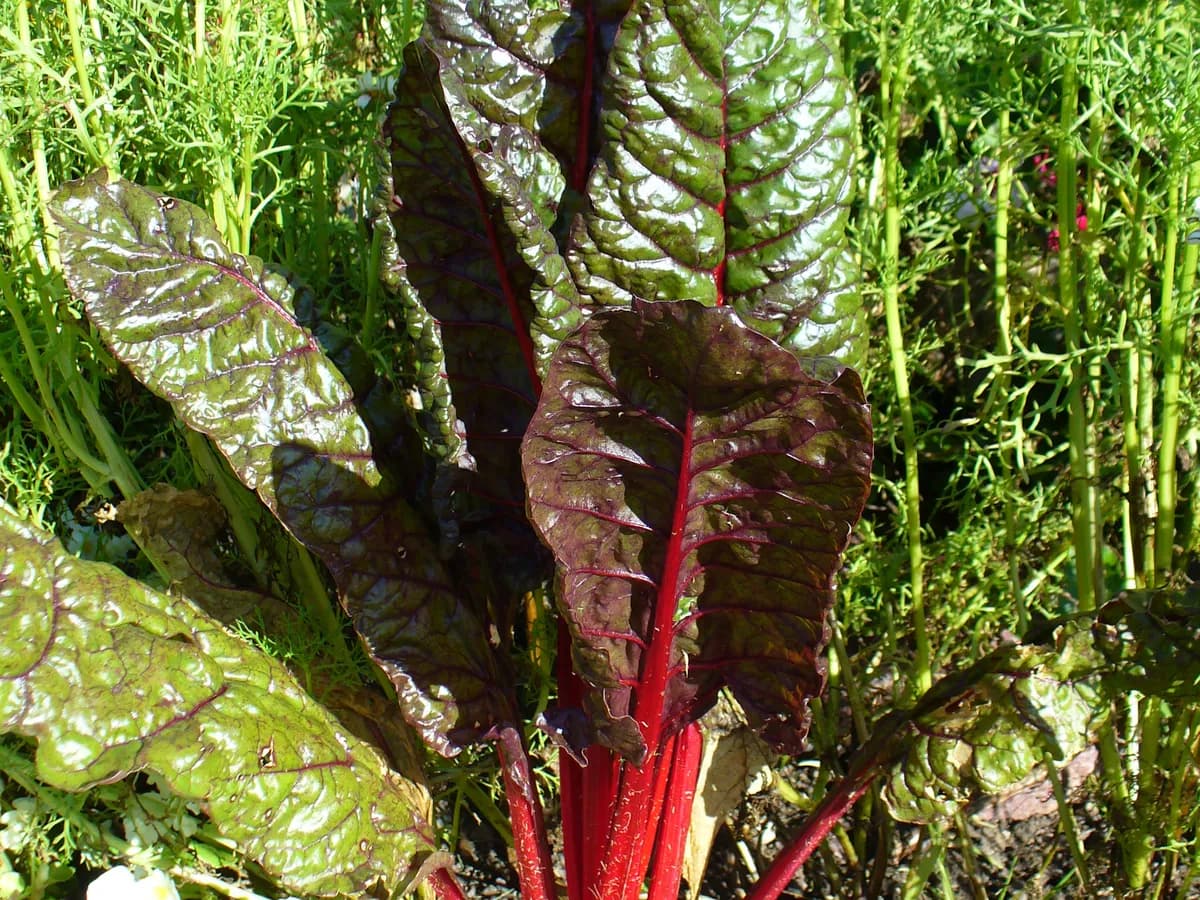 Swiss Chard