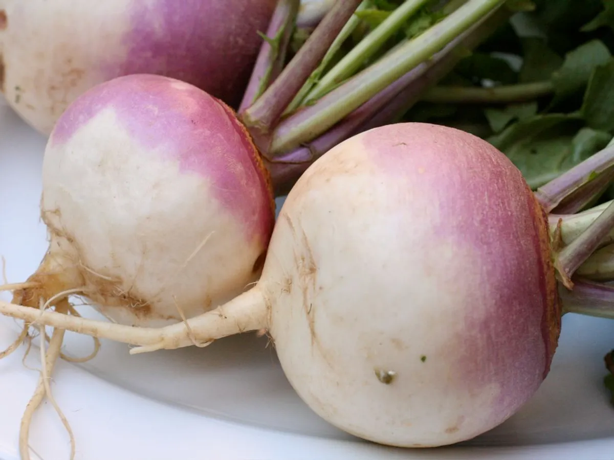 Turnip