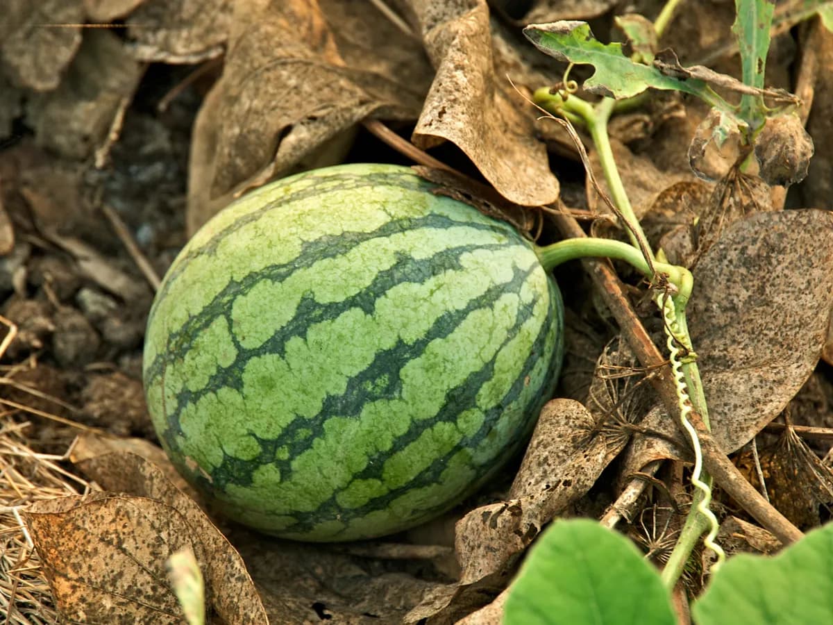 Watermelon