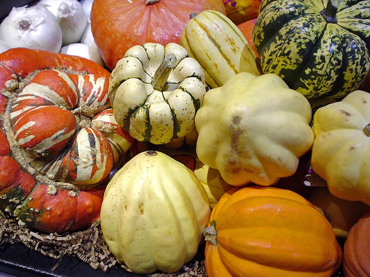 Winter Squash