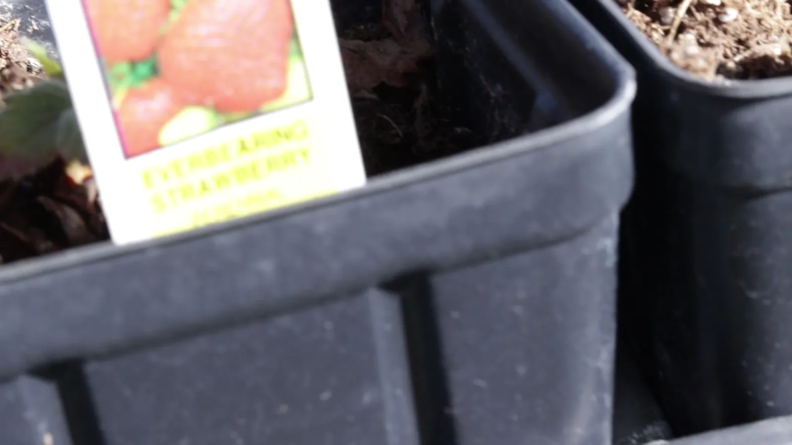 Seedling bins in living soil