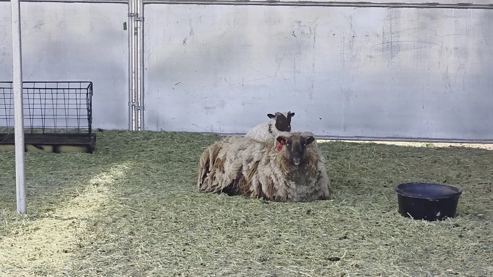 Heartface lamb with her mother