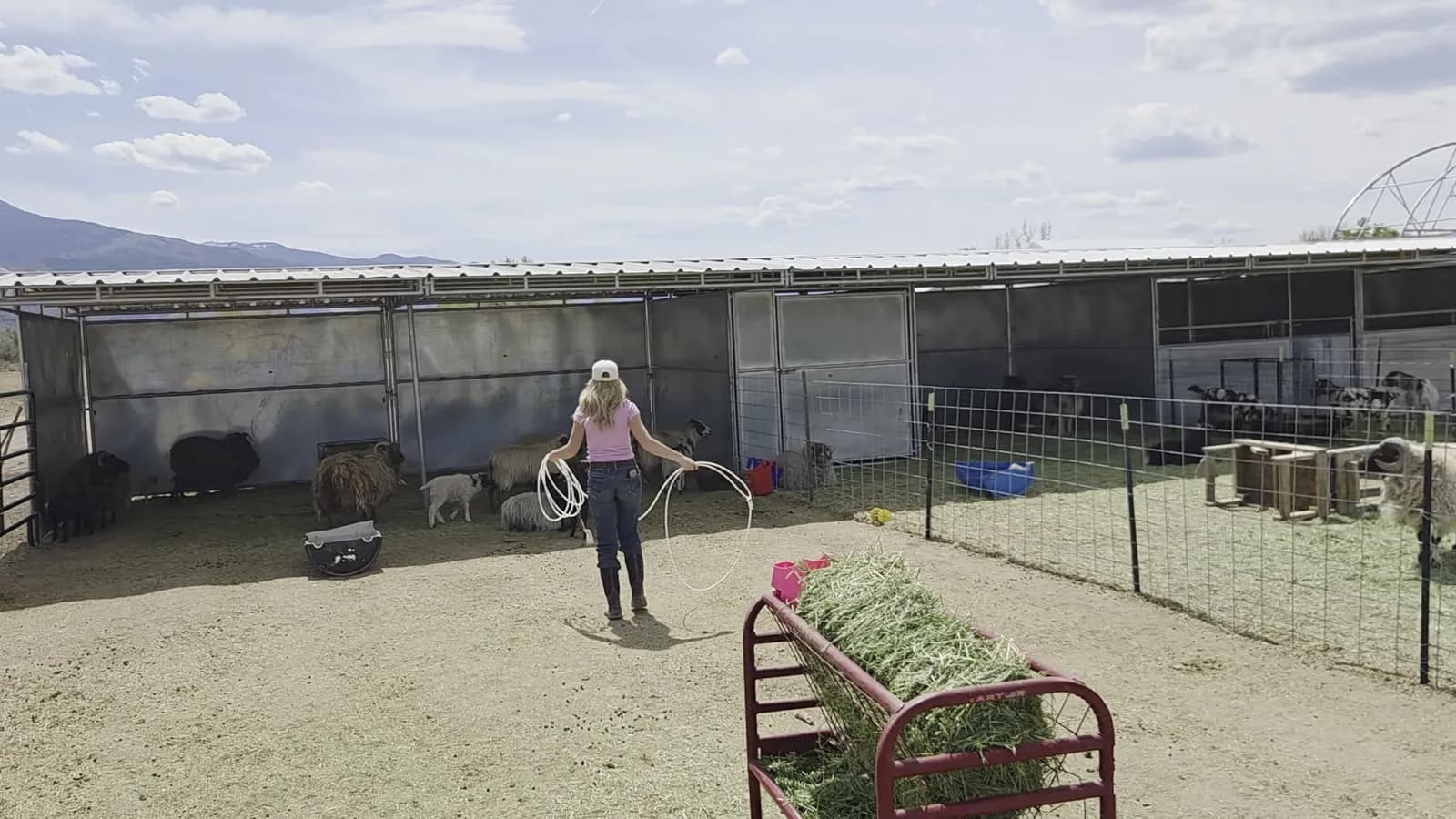 Reese learning to handle the sheep
