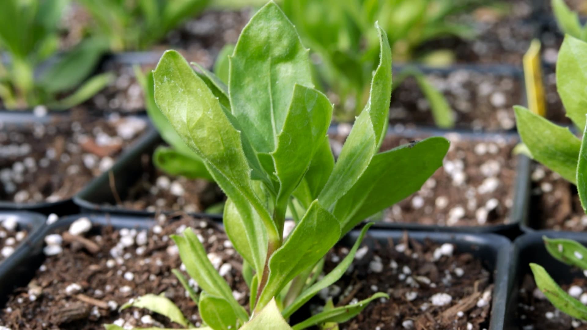 How to Build a Raised Bed for Utah (Vole-Proof & Alkaline-Ready)