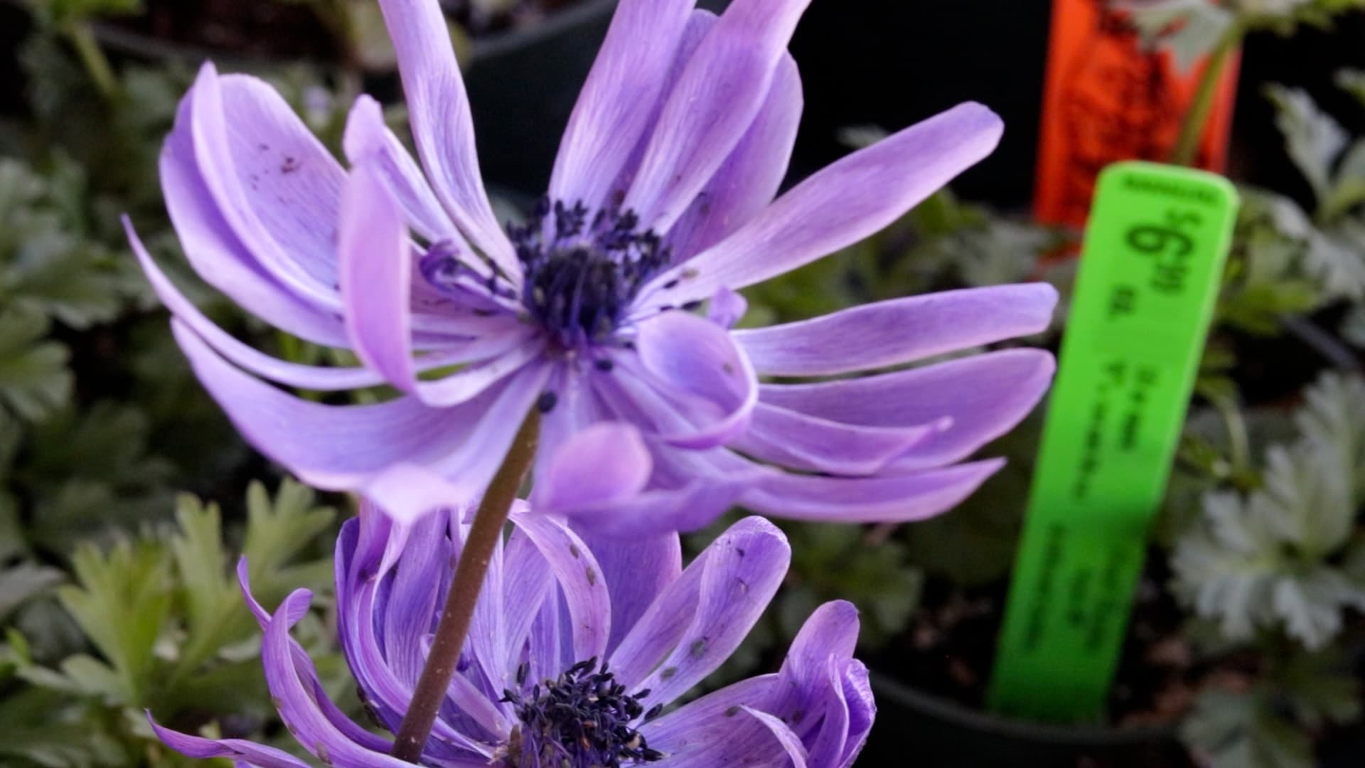 Anemone (Harmony)