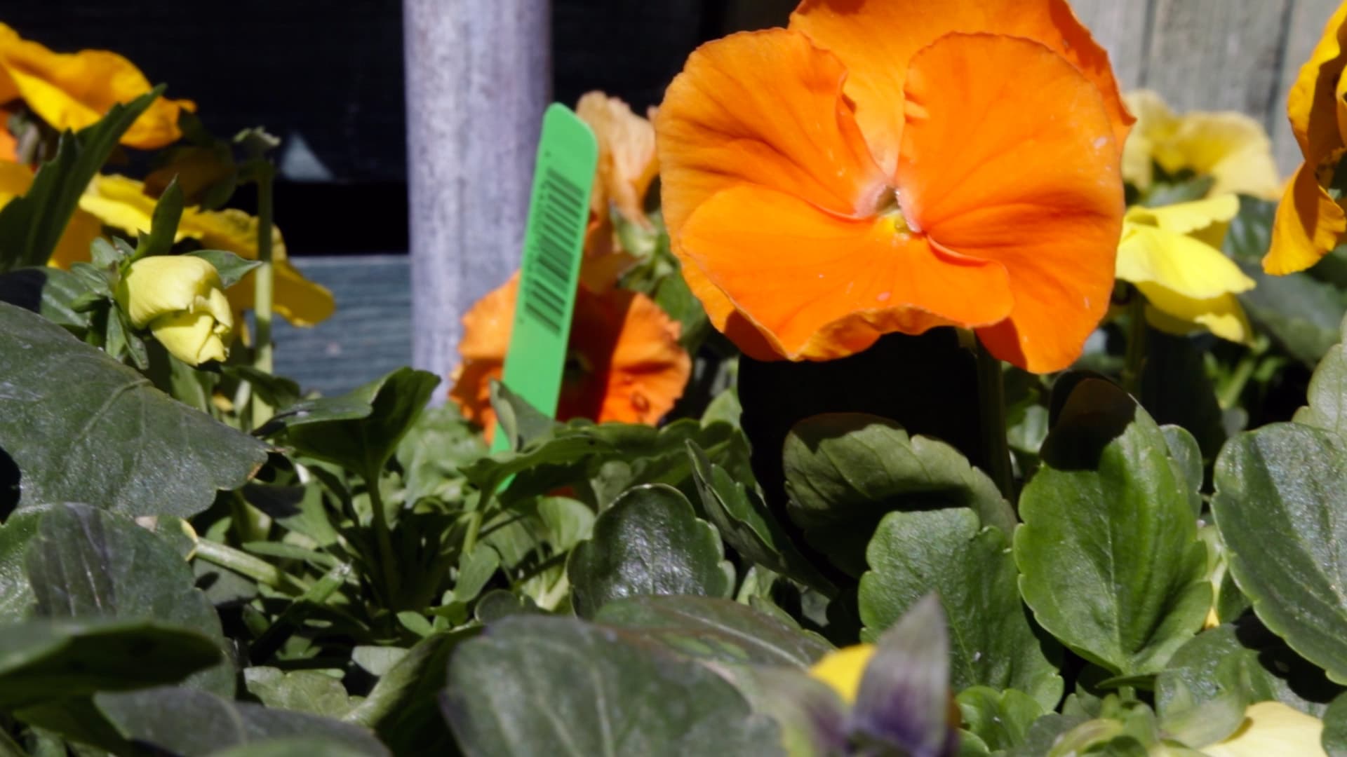 Mixed cutting flowers in bloom