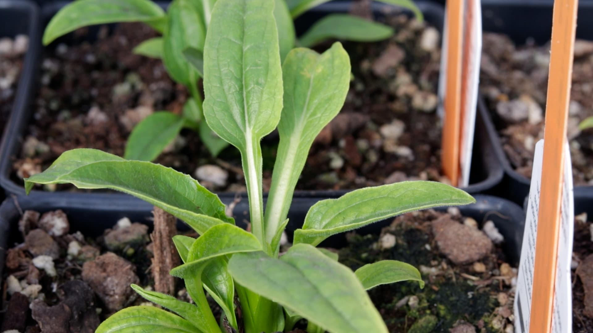 Coneflowers — pollinator habitat in the nursery