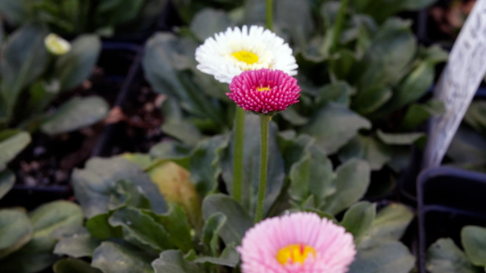 English Daisy