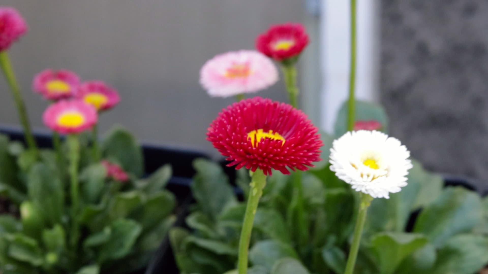 African Daisy (Harvest Moon)