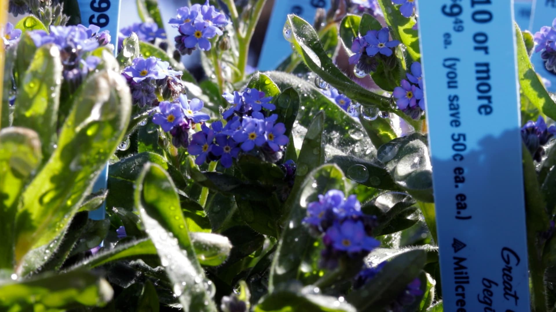 Forget-Me-Not
