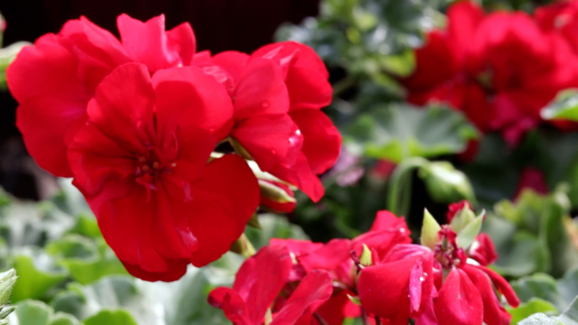 Geranium