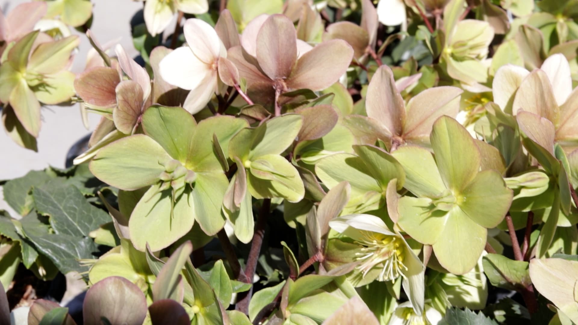 Hellebore (Lenten Rose)