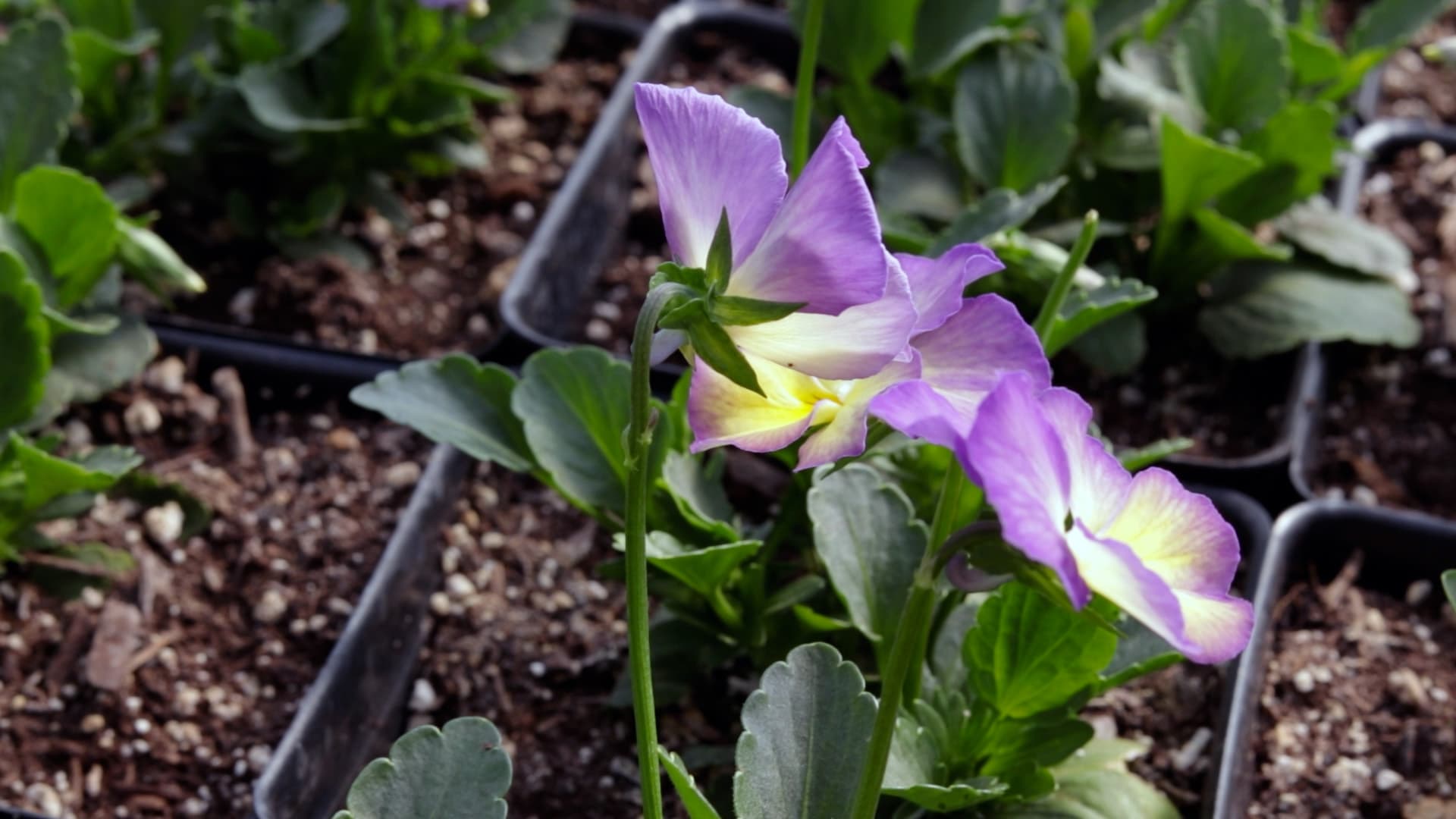 Horned Violet (Viola)
