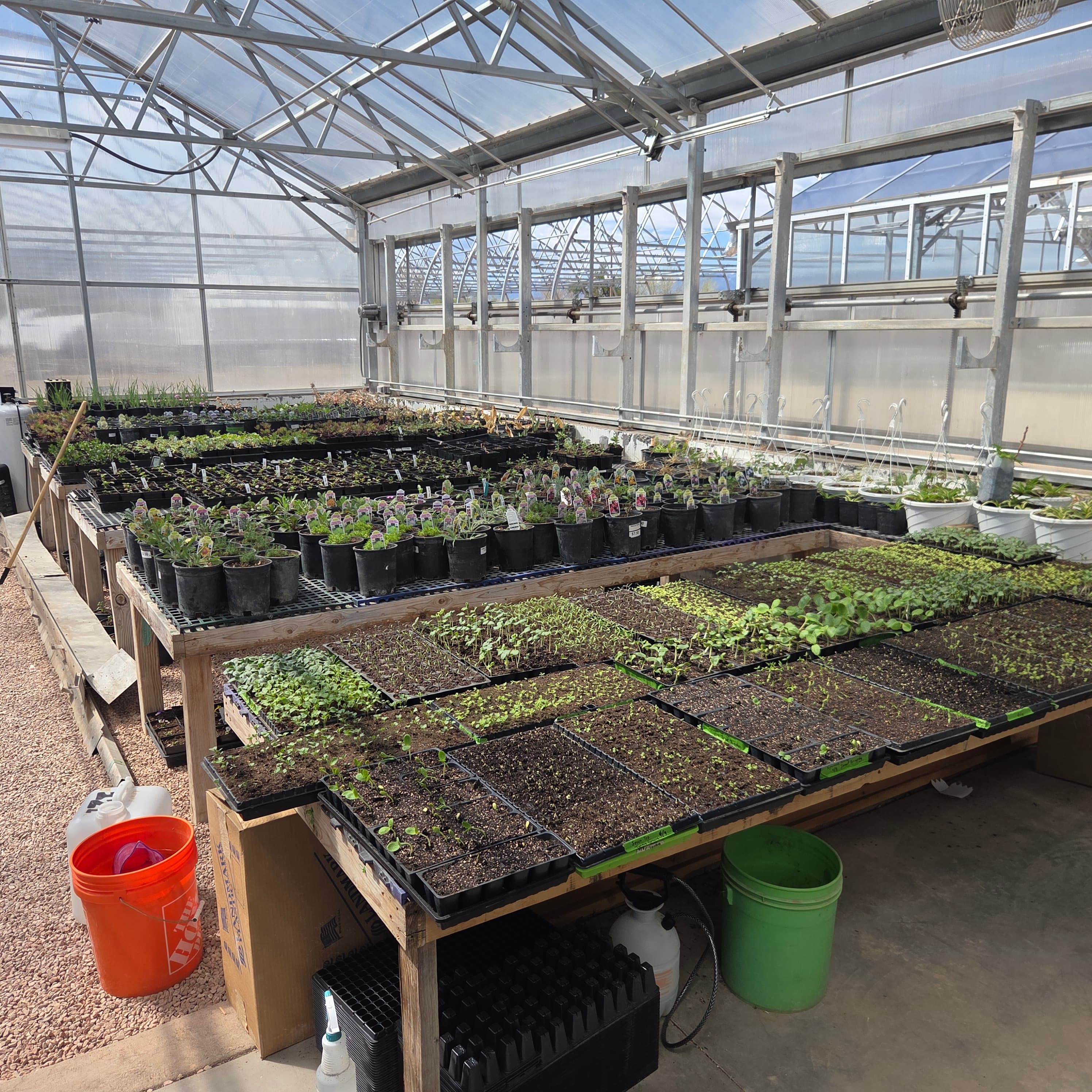 Seedling benches full of starts in the greenhouse